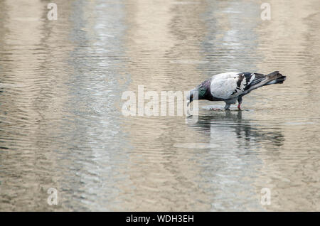 Dans l'eau potable Pigeon mirror situé sur la Place de la Bourse à Bordeaux Banque D'Images