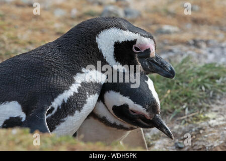 Manchot de Magellan (Spheniscus magellanicus) paire l'accouplement au nid burrow, Isla Magdalena Chili Janvier Banque D'Images