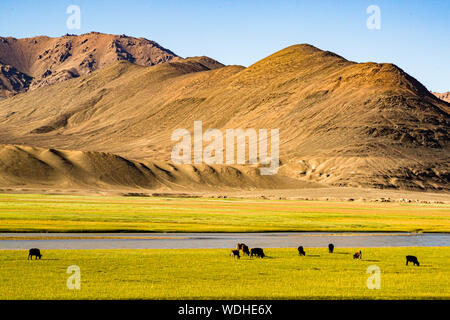 Troupeau de vaches sur la route de la soie dans le district de Murghob, au Tadjikistan Banque D'Images