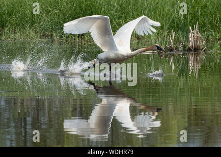 Amérique du Nord ; United States ; Alaska ; Vallée Tanana ; Printemps ; faune ; oiseaux ; les oiseaux aquatiques ; le cygne ; Cygnus buccinator. Banque D'Images