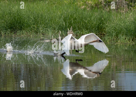 Amérique du Nord ; United States ; Alaska ; Vallée Tanana ; Printemps ; faune ; oiseaux ; les oiseaux aquatiques ; le cygne ; Cygnus buccinator. Banque D'Images