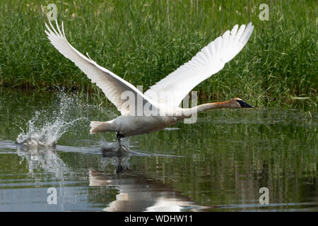 Amérique du Nord ; United States ; Alaska ; Vallée Tanana ; Printemps ; faune ; oiseaux ; les oiseaux aquatiques ; le cygne ; Cygnus buccinator. Banque D'Images