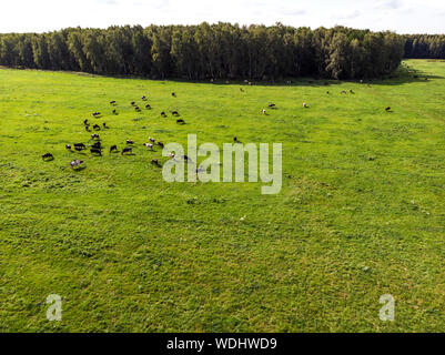 Troupeau de vaches est dans une verte prairie. Forêt est visible sur l'horizon. Nature Eco concept. High angle view Banque D'Images