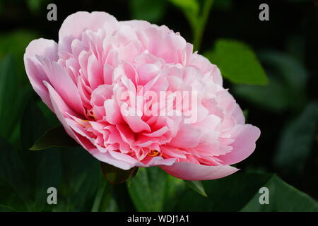 La pivoine. Saumon gravé Fleur de pivoine rose double. Paeonia lactiflora pivoine chinoise (ou même jardin pivoine) Banque D'Images