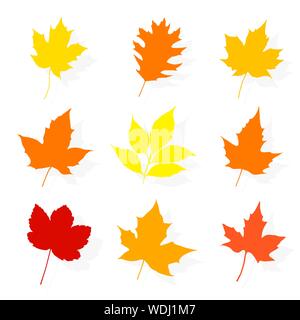 Jeu de feuilles d'automne sur fond blanc. Vector illustration Illustration de Vecteur