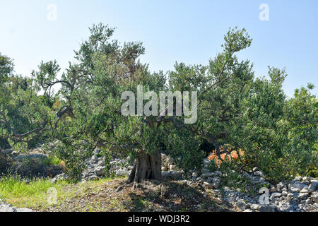 Vieil olivier tronc, racines et branches. Banque D'Images