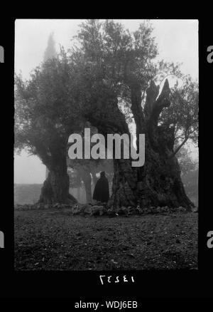 Gethsémani. Jardin de Geth[semane] dans le brouillard Abstract/medium : G. Eric et Edith Matson Photograph Collection Banque D'Images