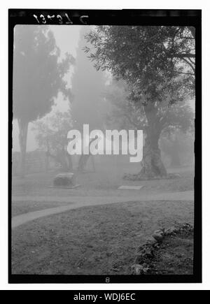 Gethsémani. Jardin de Geth. [C.-à-d., Gethsémané] dans le brouillard Abstract/medium : G. Eric et Edith Matson Photograph Collection Banque D'Images