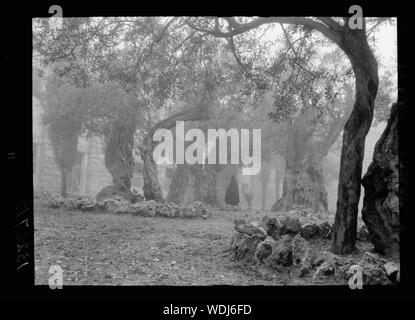 Gethsémani. Jardin de Geth[semane] dans le brouillard Abstract/medium : G. Eric et Edith Matson Photograph Collection Banque D'Images