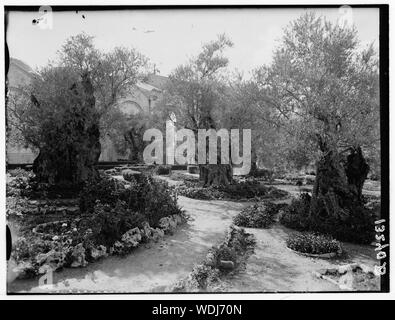 Dans le jardin de Gethsémané, Abstract/medium : G. Eric et Edith Matson Photograph Collection Banque D'Images