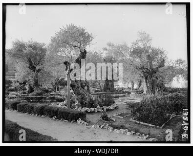Dans le jardin de Gethsémané, Abstract/medium : G. Eric et Edith Matson Photograph Collection Banque D'Images