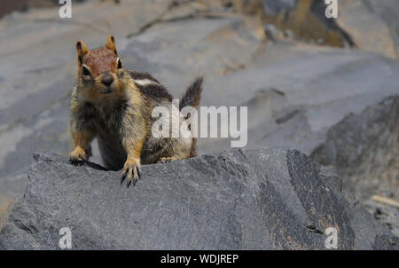 Close Up of a Cute Chipmunk posant sur un rocher volcanique Banque D'Images