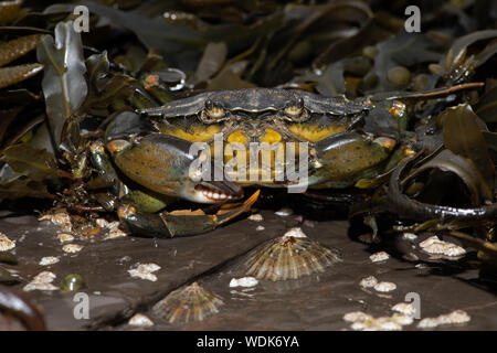 Crabe vert (Carcinus maenas) Banque D'Images