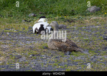 Les eiders mâles et femelles Banque D'Images