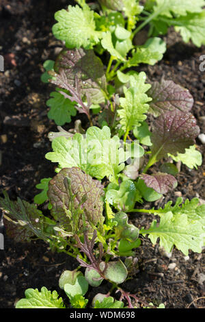 De plus en plus bébé salade dans un jardin Banque D'Images