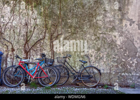 Arrière-plan de bicyclettes contre un mur recouvert de lierre sec Banque D'Images