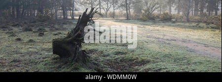 Étang du parc woodland walk, hapshire Banque D'Images