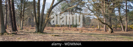 Étang du parc woodland walk, hapshire Banque D'Images