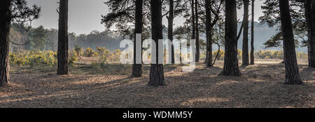 Étang du parc woodland walk, hapshire Banque D'Images