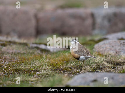 Pouillot siffleur, Charadrius morinellus, seule femelle adulte debout sur la lande de montagne. Prises, les Cairngorms juin, Ecosse, Royaume-Uni. Banque D'Images