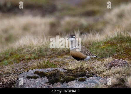 Pouillot siffleur, Charadrius morinellus, seule femelle adulte debout sur la lande de montagne. Prises, les Cairngorms juin, Ecosse, Royaume-Uni. Banque D'Images