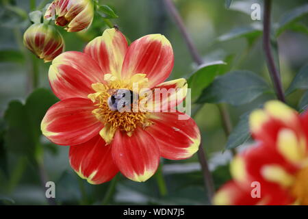 Garten-Dahlie - hybride Ourson (Dahlia x hortensis) Banque D'Images