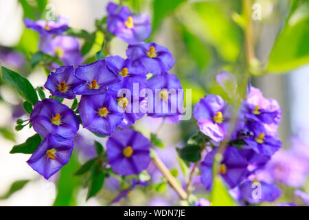 Enzianstrauch Kartoffelblume Kartoffelbaum,, (Lycianthes rantonnetii) Banque D'Images