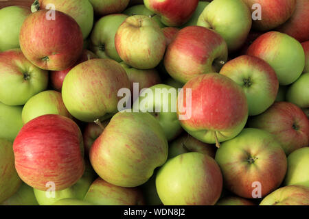 La pomme 'Laxton's Fortune', les pommes, eating apple, Malus domestica, boutique de la ferme, l'affichage Banque D'Images