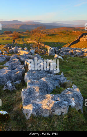 Un gros plan de calcaire carbonifère Chaussée à Winskill pierres dans le Yorkshire Dales National Park, Angleterre, Grande-Bretagne. Banque D'Images