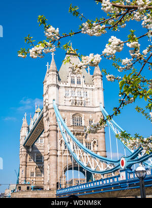 Célèbre monument de London Tower Bridge en printemps avec fleurs de pommier blanc dans la composition - Angleterre, Royaume-Uni Banque D'Images