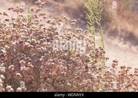 Petites fleurs roses sur le côté de la montagne par un jour de vent. Banque D'Images