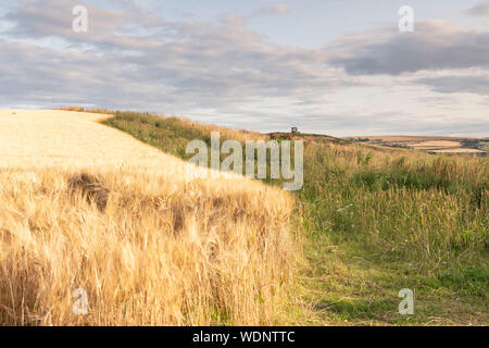 Fleurs sauvages et herbes qui poussent sur le bord d'un champ d'orge, avec le mémorial de guerre de Stonehaven Visible sur l'Horizon Banque D'Images