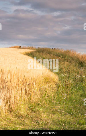 Fleurs sauvages et herbes qui poussent sur le bord d'un champ d'orge offrent un habitat pour la faune Banque D'Images