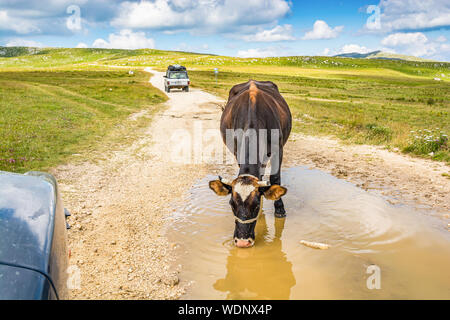 Sarajevo, Bosnie-Herzégovine - juillet 2019. Flaque d'eau potable de vache sur la route près de boue dans Paljenik la montagne Vlasic, Bosnie et Herzegovin Banque D'Images