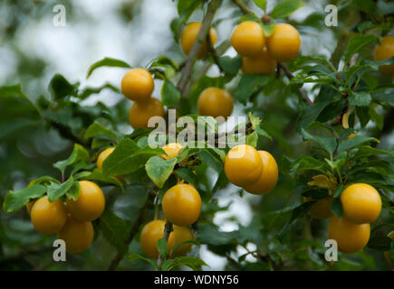 Mirabelle de Nancy Prunus domestica subsp. syriaca, Mirabelle, également connu sous le nom de mirabelle prune ou cherry plum est un groupe de cultivars de pruniers Banque D'Images