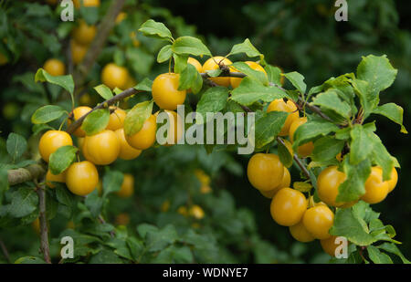 Mirabelle de Nancy Prunus domestica subsp. syriaca, Mirabelle, également connu sous le nom de mirabelle prune ou cherry plum est un groupe de cultivars de pruniers Banque D'Images