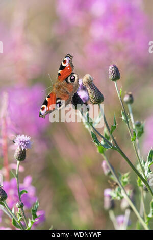 Un papillon de paon (Aglais IO) assis sur une fleur de chardon rampante (Cirsium arvense) avec la feuille de wlowherb de Rosebay en arrière-plan Banque D'Images