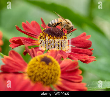 Macro photographie close up d'une abeille la collecte du pollen sur une fleur rouge Helenium Banque D'Images