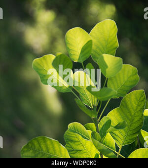 Cotinus coggyria 'Golden Spirit' Banque D'Images