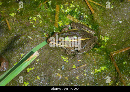Grenouille léopard des Plaines (Lithobates blairi) assise dans l'habitat du marais de Cattail, Castle Rock Colorado US. Photo prise fin août. Banque D'Images
