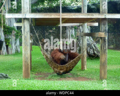 Honolulu - 30 juillet 2013 : l'orang-outan Rusti sortir d'hamac à l'Honolulu Zoo. Un homme Rusti de Bornéo orang-outan de Sumatra/est né le 25 janvier Banque D'Images