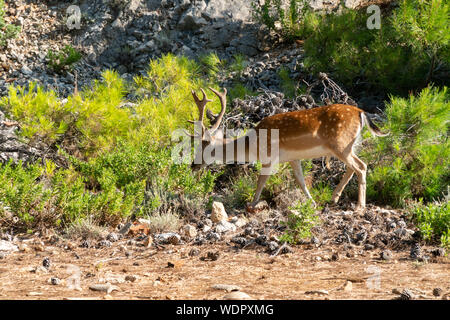 Portrait de jeunes puissant majestic red deer stag en nature Banque D'Images