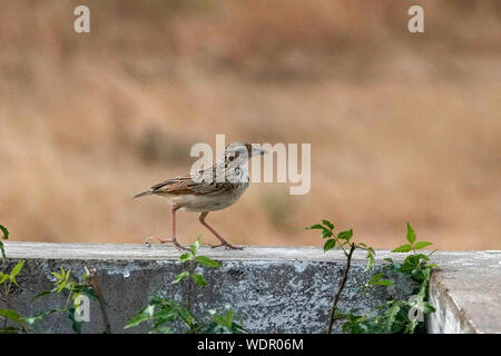 L'Indien bush lark ou Mirafra erythroptera est une espèce d'alouette dans la famille Alaudidae trouvés en Asie du Sud. Clique sur ce dans son habitat naturel. Banque D'Images