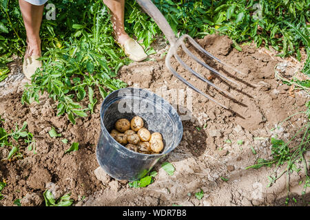 La cueillette de pommes de terre nouvelles du jardin Banque D'Images