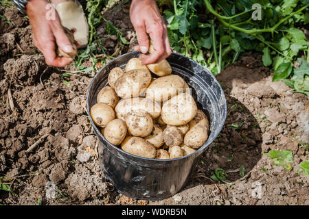 La cueillette de pommes de terre nouvelles du jardin Banque D'Images