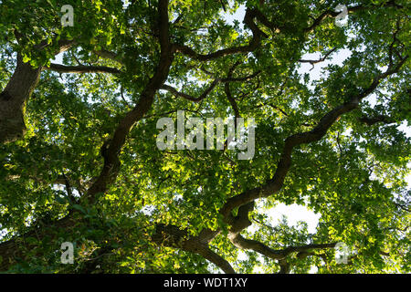 Quercus petraea - communément appelé le chêne sessile, hêtre ou chêne sessile Cornish - feuillu en août soleil d'après-midi en Angleterre Banque D'Images