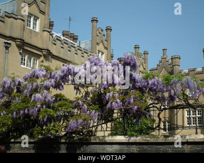 Wisteria, Sydney Sussex College, Cambridge Banque D'Images