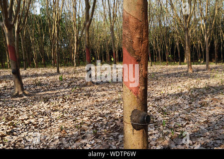 Tronc de l'arbre qui a été enduit de produits chimiques pour empêcher les germes brown une plantation de caoutchouc, en Thaïlande, les feuilles deviennent à brune et tombent sur le sol Banque D'Images