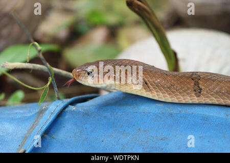 Close - up chef de la banded snake kukri ( Oligodon fasciolatus ) , bandes noires sur le corps du reptile marron Banque D'Images
