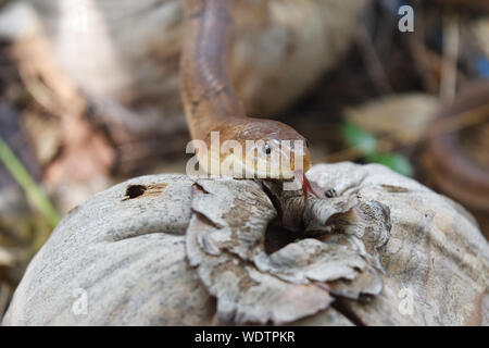 Close - up chef de la banded snake kukri ( Oligodon fasciolatus ) dans les forêts, les bandes noires sur le corps du reptile marron Banque D'Images